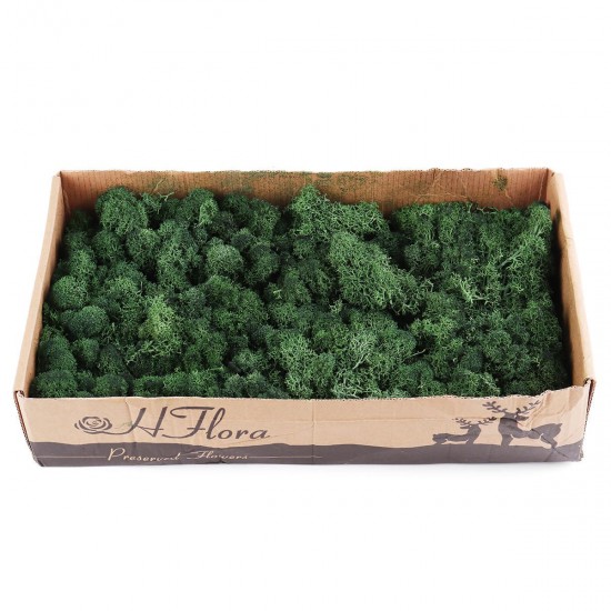 500g Natural Norwegian Reindeer Moss Preserved Dried Craft Preservation Flower Fairy Decorations DIY