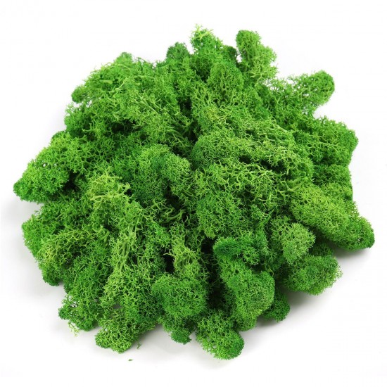 500g Natural Norwegian Reindeer Moss Preserved Dried Craft Preservation Flower Fairy Decorations DIY 500g Natural Norwegian Reindeer Moss Preserved Dried Craft Preservation Flower Fairy Decorations DIY