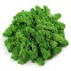 500g Natural Norwegian Reindeer Moss Preserved Dried Craft Preservation Flower Fairy Decorations DIY 500g Natural Norwegian Reindeer Moss Preserved Dried Craft Preservation Flower Fairy Decorations DIY