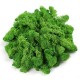 500g Natural Norwegian Reindeer Moss Preserved Dried Craft Preservation Flower Fairy Decorations DIY