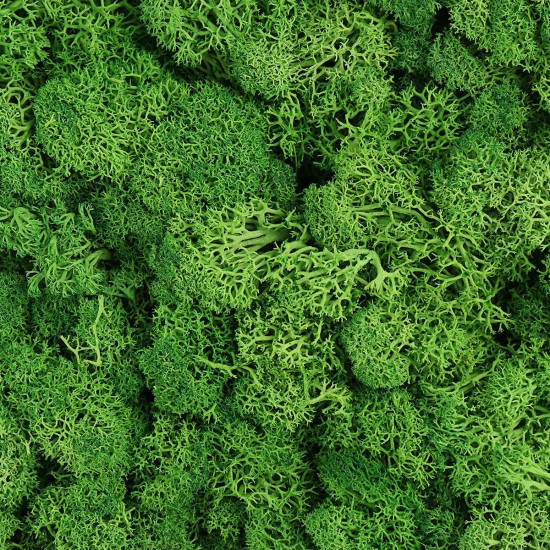 500g Natural Norwegian Reindeer Moss Preserved Dried Craft Preservation Flower Fairy Decorations DIY 500g Natural Norwegian Reindeer Moss Preserved Dried Craft Preservation Flower Fairy Decorations DIY