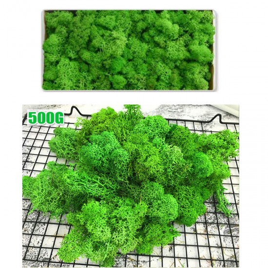 500g Natural Norwegian Reindeer Moss Preserved Dried Craft Preservation Flower Fairy Decorations DIY 500g Natural Norwegian Reindeer Moss Preserved Dried Craft Preservation Flower Fairy Decorations DIY