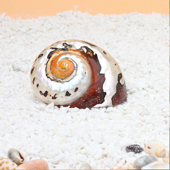 6-9.5cm Natural African Turban Sea Shell Coral Conch Snail Home Fish Tank Decorations