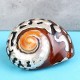 6-9.5cm Natural African Turban Sea Shell Coral Conch Snail Home Fish Tank Decorations