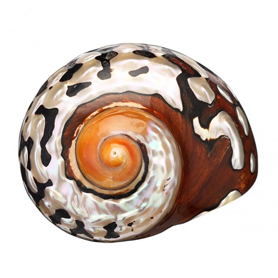 6-9.5cm Natural African Turban Sea Shell Coral Conch Snail Home Fish Tank Decorations 6-9.5cm Natural African Turban Sea Shell Coral Conch Snail Home Fish Tank Decorations