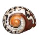 6-9.5cm Natural African Turban Sea Shell Coral Conch Snail Home Fish Tank Decorations 6-9.5cm Natural African Turban Sea Shell Coral Conch Snail Home Fish Tank Decorations