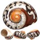 6-9.5cm Natural African Turban Sea Shell Coral Conch Snail Home Fish Tank Decorations