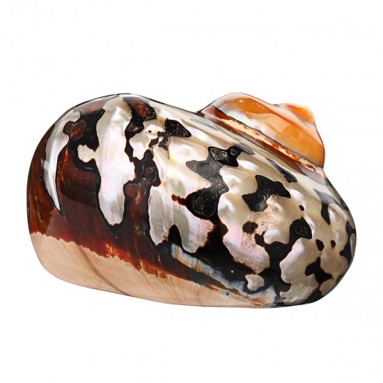 6-9.5cm Natural African Turban Sea Shell Coral Conch Snail Home Fish Tank Decorations 6-9.5cm Natural African Turban Sea Shell Coral Conch Snail Home Fish Tank Decorations