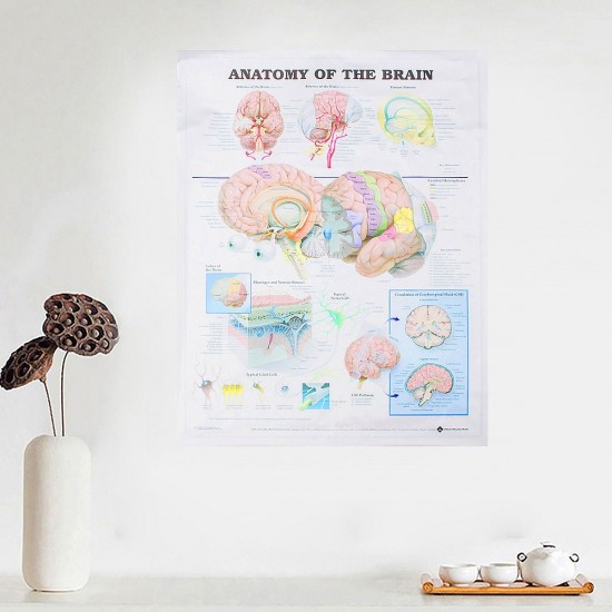 60x80cm Anatomy Of The Brain Poster Anatomical Silk Cloth Chart Human Body Midcal Educational Decor 60x80cm Anatomy Of The Brain Poster Anatomical Silk Cloth Chart Human Body Midcal Educational Decor