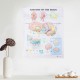 60x80cm Anatomy Of The Brain Poster Anatomical Silk Cloth Chart Human Body Midcal Educational Decor 60x80cm Anatomy Of The Brain Poster Anatomical Silk Cloth Chart Human Body Midcal Educational Decor