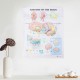 60x80cm Anatomy Of The Brain Poster Anatomical Silk Cloth Chart Human Body Midcal Educational Decor