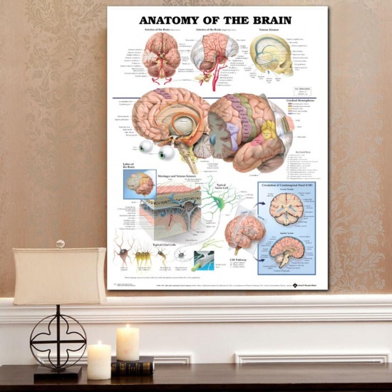 60x80cm Anatomy Of The Brain Poster Anatomical Silk Cloth Chart Human Body Midcal Educational Decor
