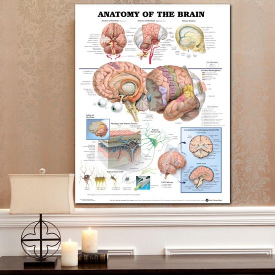 60x80cm Anatomy Of The Brain Poster Anatomical Silk Cloth Chart Human Body Midcal Educational Decor 60x80cm Anatomy Of The Brain Poster Anatomical Silk Cloth Chart Human Body Midcal Educational Decor
