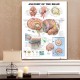 60x80cm Anatomy Of The Brain Poster Anatomical Silk Cloth Chart Human Body Midcal Educational Decor