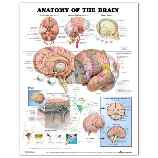 60x80cm Anatomy Of The Brain Poster Anatomical Silk Cloth Chart Human Body Midcal Educational Decor