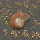 65MM Natural Ammonite Fossil Quartz Crystal Stone Pipe Healing With Carb Gifts Decorations