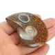 65MM Natural Ammonite Fossil Quartz Crystal Stone Pipe Healing With Carb Gifts Decorations 65MM Natural Ammonite Fossil Quartz Crystal Stone Pipe Healing With Carb Gifts Decorations