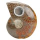65MM Natural Ammonite Fossil Quartz Crystal Stone Pipe Healing With Carb Gifts Decorations 65MM Natural Ammonite Fossil Quartz Crystal Stone Pipe Healing With Carb Gifts Decorations