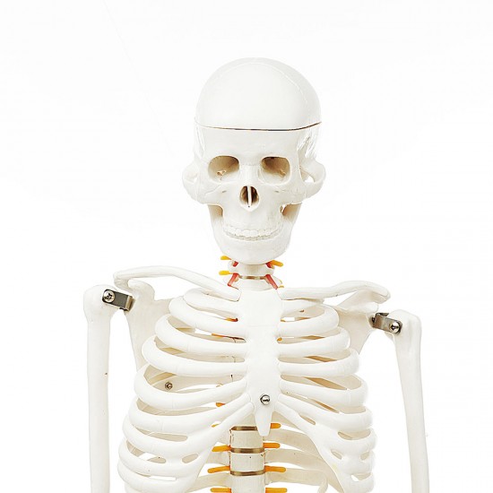 85cm Lifesize Detachable Human Skeleton Bone Model Removable Arms Legs w Stand Anatomical Model Decorations