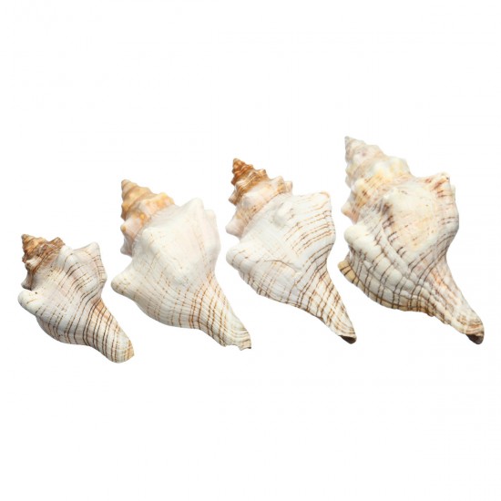 9-20cm Natural Trumpet Sea Shells Conch Snails Home Ornament Decorations