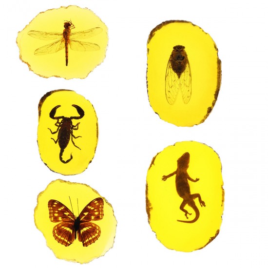 Amber Fossil Insects Dragonfly Manual Polishing Insect Specimen Pendant Craft Decorations Amber Fossil Insects Dragonfly Manual Polishing Insect Specimen Pendant Craft Decorations