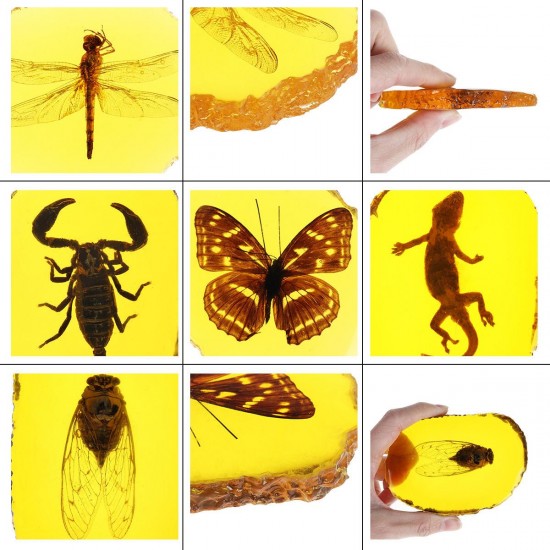 Amber Fossil Insects Dragonfly Manual Polishing Insect Specimen Pendant Craft Decorations Amber Fossil Insects Dragonfly Manual Polishing Insect Specimen Pendant Craft Decorations