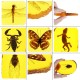 Amber Fossil Insects Dragonfly Manual Polishing Insect Specimen Pendant Craft Decorations Amber Fossil Insects Dragonfly Manual Polishing Insect Specimen Pendant Craft Decorations