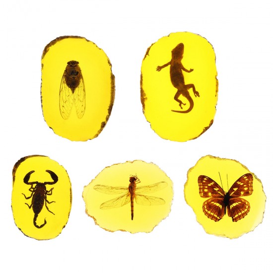 Amber Fossil Insects Dragonfly Manual Polishing Insect Specimen Pendant Craft Decorations Amber Fossil Insects Dragonfly Manual Polishing Insect Specimen Pendant Craft Decorations