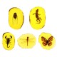 Amber Fossil Insects Dragonfly Manual Polishing Insect Specimen Pendant Craft Decorations Amber Fossil Insects Dragonfly Manual Polishing Insect Specimen Pendant Craft Decorations