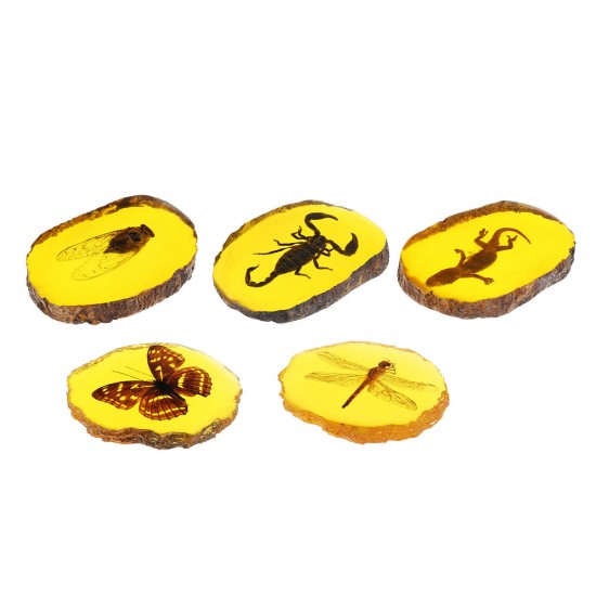 Amber Fossil Insects Dragonfly Manual Polishing Insect Specimen Pendant Craft Decorations Amber Fossil Insects Dragonfly Manual Polishing Insect Specimen Pendant Craft Decorations