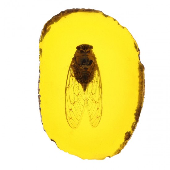 Amber Fossil Insects Dragonfly Manual Polishing Insect Specimen Pendant Craft Decorations Amber Fossil Insects Dragonfly Manual Polishing Insect Specimen Pendant Craft Decorations