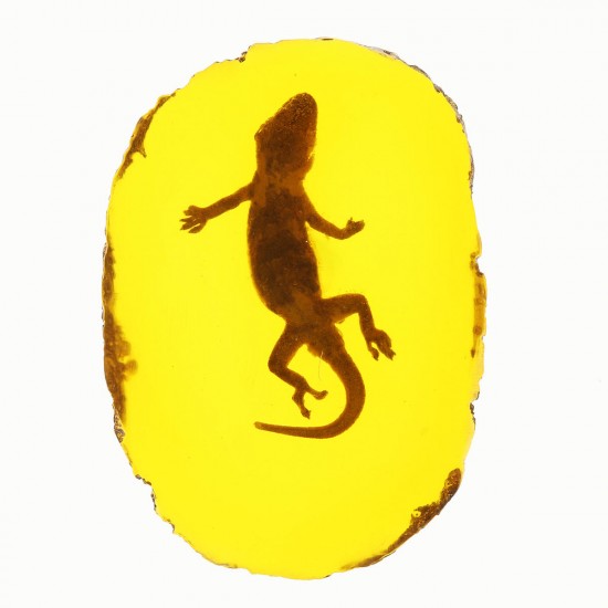 Amber Fossil Insects Dragonfly Manual Polishing Insect Specimen Pendant Craft Decorations Amber Fossil Insects Dragonfly Manual Polishing Insect Specimen Pendant Craft Decorations