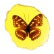 Amber Fossil Insects Dragonfly Manual Polishing Insect Specimen Pendant Craft Decorations Amber Fossil Insects Dragonfly Manual Polishing Insect Specimen Pendant Craft Decorations