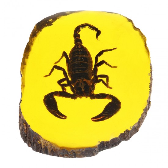 Amber Fossil Insects Dragonfly Manual Polishing Insect Specimen Pendant Craft Decorations Amber Fossil Insects Dragonfly Manual Polishing Insect Specimen Pendant Craft Decorations