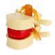 Anatomical Human Skeleton Spine Lumbar Vertebrae Degenerative Disc Medical Model Anatomical Human Skeleton Spine Lumbar Vertebrae Degenerative Disc Medical Model