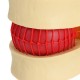 Anatomical Human Skeleton Spine Lumbar Vertebrae Degenerative Disc Medical Model Anatomical Human Skeleton Spine Lumbar Vertebrae Degenerative Disc Medical Model