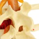 Anatomical Human Skeleton Spine Lumbar Vertebrae Degenerative Disc Medical Model Anatomical Human Skeleton Spine Lumbar Vertebrae Degenerative Disc Medical Model