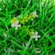 Artificial Plant Mat Wall Hedge Decorations Privacy Fence Panel Grass Artificial Plant Mat Wall Hedge Decorations Privacy Fence Panel Grass