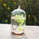 Clear Glass Hanging Ball Mini Fish Tank Aquarium Home Office Desktop Stand Decorations