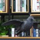 Crow Hunting Decoy Scare Bird Away Scarecrow Realistic Animal Scarer Decorations Crow Hunting Decoy Scare Bird Away Scarecrow Realistic Animal Scarer Decorations