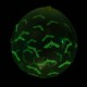 Fluorescent Balloon 12 Inch Luminous Balloon Transparent Luminous Wave Dot Balloon Full Of Flowers Glowing Balloon Fluorescent Balloon 12 Inch Luminous Balloon Transparent Luminous Wave Dot Balloon Full Of Flowers Glowing Balloon