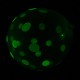 Fluorescent Balloon 12 Inch Luminous Balloon Transparent Luminous Wave Dot Balloon Full Of Flowers Glowing Balloon Fluorescent Balloon 12 Inch Luminous Balloon Transparent Luminous Wave Dot Balloon Full Of Flowers Glowing Balloon