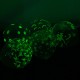 Fluorescent Balloon 12 Inch Luminous Balloon Transparent Luminous Wave Dot Balloon Full Of Flowers Glowing Balloon Fluorescent Balloon 12 Inch Luminous Balloon Transparent Luminous Wave Dot Balloon Full Of Flowers Glowing Balloon