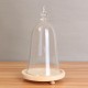 Glass Display Dome Cloche Box with Wooden Base Inspired By Beauty and the Beast