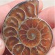 Hot Madagascar Sea Natural Druzy Ammonite Shell Gemstone Pendant Necklace