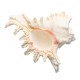 Large Queen Nautical Shells Conch Natural Seashell Beach Ocean Home Decorations