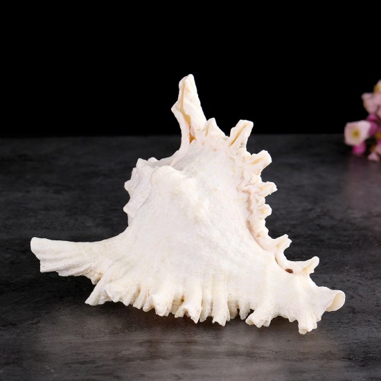 Large Queen Nautical Shells Conch Natural Seashell Beach Ocean Home Decorations Large Queen Nautical Shells Conch Natural Seashell Beach Ocean Home Decorations
