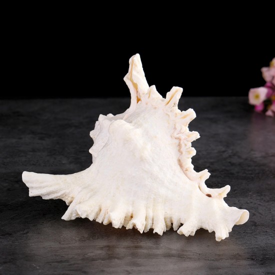 Large Queen Nautical Shells Conch Natural Seashell Beach Ocean Home Decorations