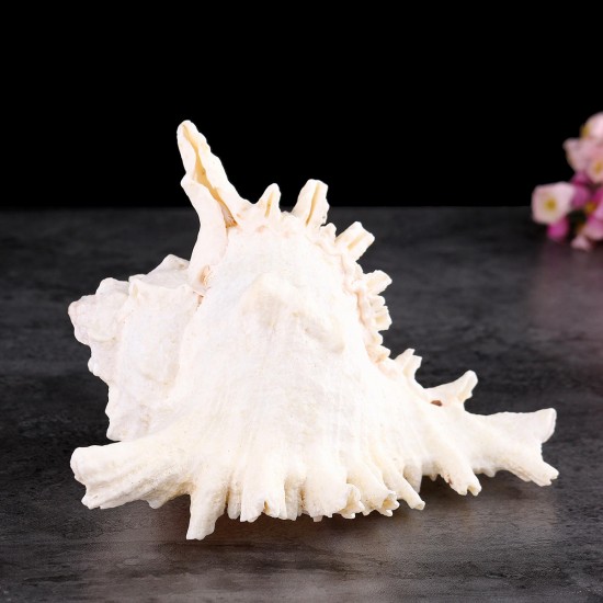 Large Queen Nautical Shells Conch Natural Seashell Beach Ocean Home Decorations Large Queen Nautical Shells Conch Natural Seashell Beach Ocean Home Decorations
