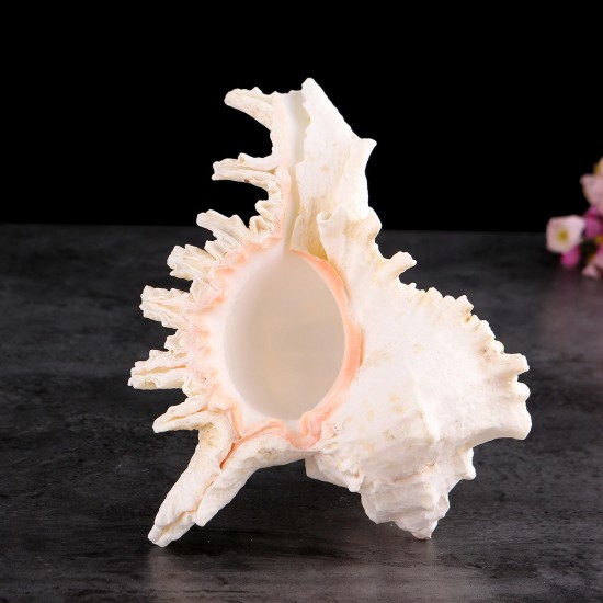 Large Queen Nautical Shells Conch Natural Seashell Beach Ocean Home Decorations Large Queen Nautical Shells Conch Natural Seashell Beach Ocean Home Decorations